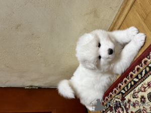 Zdjęcie №1. samojed (rasa psa) - na sprzedaż w Pabianice | 4813zł | Zapowiedź №88514