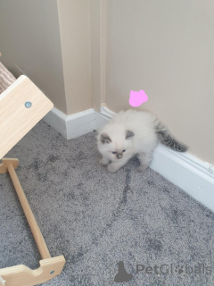 Zdjęcie №2 do zapowiedźy № 155199 na sprzedaż  ragdoll - wkupić się Szwajcaria prywatne ogłoszenie