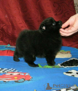 Zdjęcie №3. Miniaturowe Schwarz-shpets Rocky Puppy za świetną cenę!. Białoruś