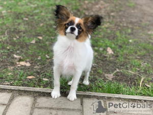 Dodatkowe zdjęcia: CONTINENTAL TOY SPANIEL/PAPILLON 