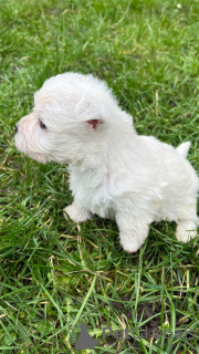 Dodatkowe zdjęcia: Szczenięta West Highland White Terrier