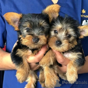 Zdjęcie №1. yorkshire terrier - na sprzedaż w Berlin | negocjowane | Zapowiedź №164290