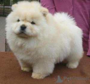 Zdjęcie №1. chow-chow - na sprzedaż w Oklahoma City | negocjowane | Zapowiedź №168779