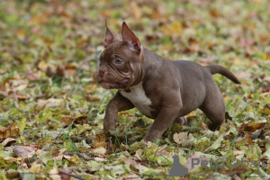 Zdjęcie №1. american bully - na sprzedaż w Helsinki | 6697zł | Zapowiedź №79411