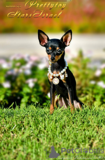 Zdjęcie №2 do zapowiedźy № 43648 na sprzedaż  pies nierasowy - wkupić się Izrael hodowca