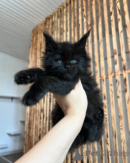 Zdjęcie №1. maine coon - na sprzedaż w Ingolstadt | negocjowane | Zapowiedź № 169925
