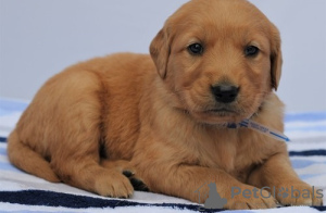 Zdjęcie №1. golden retriever - na sprzedaż w Бохум | 2302zł | Zapowiedź №127119