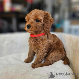 Zdjęcie №4. Sprzedam pudel (zabawka) w Ohio. hodowca - cena - negocjowane