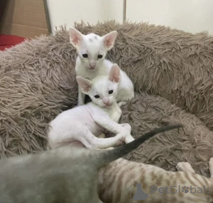 Zdjęcie №1. kot cornish rex - na sprzedaż w Kassel | 1674zł | Zapowiedź № 177599
