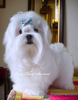 Zdjęcie №2 do zapowiedźy № 158997 na sprzedaż  maltańczyk - wkupić się Ukraina od żłobka