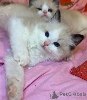 Zdjęcie №1. ragdoll - na sprzedaż w Frankfurt | 3588zł | Zapowiedź № 153034