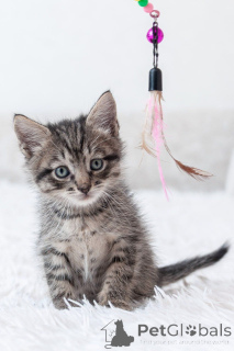 Zdjęcie №2 do zapowiedźy № 150133 na sprzedaż   - wkupić się Federacja Rosyjska 