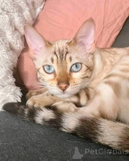 Zdjęcie №1.  - na sprzedaż w Indiana | 2541zł | Zapowiedź № 147420