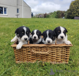Zdjęcie №1. border collie - na sprzedaż w Paphos | negocjowane | Zapowiedź №168873
