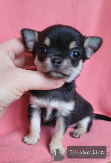 Zdjęcie №3. Chihuahua Girl. Federacja Rosyjska