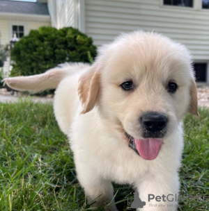 Zdjęcie №3. Zdrowe, urocze szczenięta golden retrievera są już dostępne w sprzedaży. Luksemburg