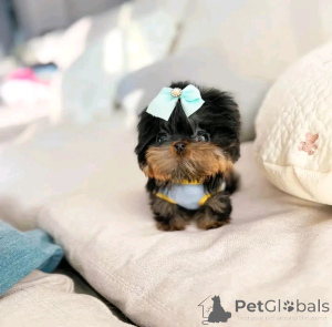Zdjęcie №1. yorkshire terrier - na sprzedaż w Helsinki | 2631zł | Zapowiedź №163782