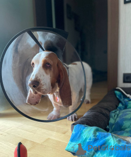 Zdjęcie №2 do zapowiedźy № 157666 na sprzedaż  basset hound - wkupić się Niemcy ze schronu
