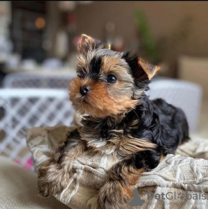 Zdjęcie №4. Sprzedam yorkshire terrier w Los Angeles. hodowca - cena - 1585zł