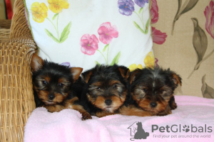 Zdjęcie №1. yorkshire terrier - na sprzedaż w Leipzig | 2302zł | Zapowiedź №123057