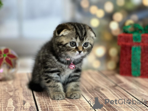 Zdjęcie №1. scottish fold - na sprzedaż w Nowy Jork | 1109zł | Zapowiedź № 100497