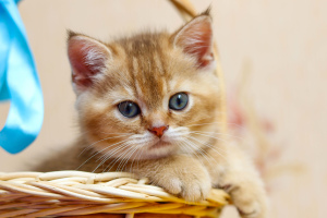 Zdjęcie №3. Szkocki kotek, chłopiec. Białoruś