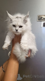 Zdjęcie №2 do zapowiedźy № 156650 na sprzedaż  maine coon - wkupić się Niemcy hodowca