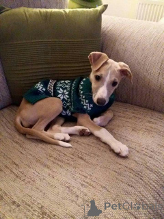 Zdjęcie №1. whippet - na sprzedaż w Aizlingen | 2392zł | Zapowiedź №157825