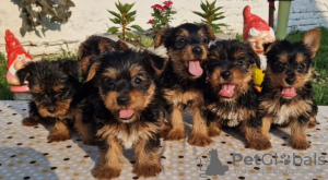 Zdjęcie №1. yorkshire terrier - na sprzedaż w Loznica | negocjowane | Zapowiedź №109708