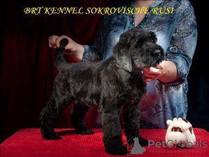 Zdjęcie №4. Sprzedam czarny terier rosyjski w Kijów. od żłobka, hodowca - cena - negocjowane