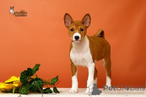 Zdjęcie №4. Sprzedam basenji w Bobruisk. od żłobka - cena - negocjowane