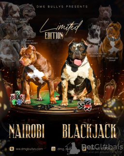 Zdjęcie №4. Sprzedam american bully w Belgrad. hodowca - cena - negocjowane