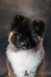 Zdjęcie №3. Szczeniak Akita Amerykański (długowłosy). Federacja Rosyjska