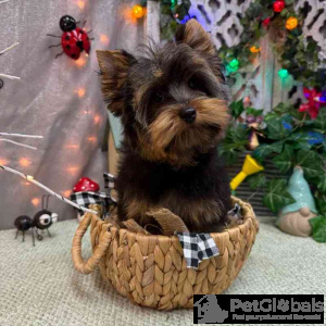Zdjęcie №1. yorkshire terrier - na sprzedaż w Seattle | 7624zł | Zapowiedź №134731
