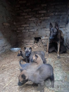 Zdjęcie №4. Sprzedam malinois w Werbass.  - cena - 1435zł