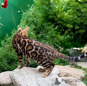 Zdjęcie №1. kot bengalski - na sprzedaż w Monachium | 3970zł | Zapowiedź № 155555