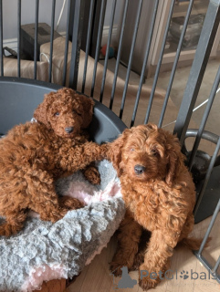 Zdjęcie №2 do zapowiedźy № 172805 na sprzedaż  labradoodle, labrador retriever - wkupić się Niemcy prywatne ogłoszenie