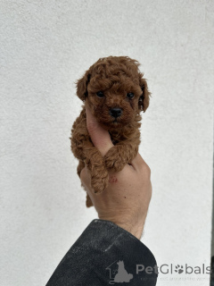 Zdjęcie №4. Sprzedam pudel (zabawka) w Belgrad.  - cena - negocjowane