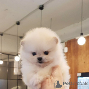 Zdjęcie №4. Sprzedam pies nierasowy w Barcelona. prywatne ogłoszenie - cena - 2631zł