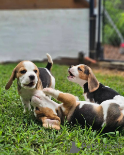 Zdjęcie №4. Sprzedam beagle (rasa psa) w Bamberg. prywatne ogłoszenie - cena - 1505zł