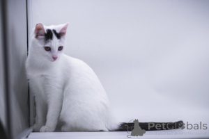 Zdjęcie №1.  - na sprzedaż w Rzeka Moskwa | Bezpłatny | Zapowiedź № 155316