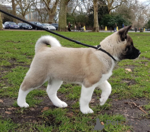 Zdjęcie №2 do zapowiedźy № 161809 na sprzedaż  akita (rasa psa) - wkupić się Słowacja 