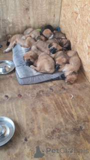 Zdjęcie №2 do zapowiedźy № 166432 na sprzedaż  alano español - wkupić się Wielka Brytania 