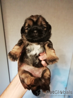 Zdjęcie №3. Rasowe szczenięta Shih Tzu.. Łotwa