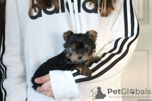 Zdjęcie №1. yorkshire terrier - na sprzedaż w Berlin | 2428zł | Zapowiedź №63807