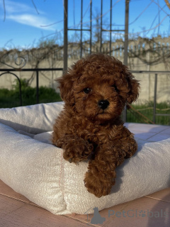 Zdjęcie №3. Małe pudle zabawkowe o wielkich osobowościach gotowe na nowe domy!. Niemcy