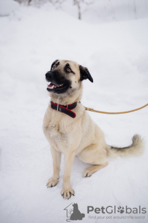Zdjęcie №1. pies nierasowy - na sprzedaż w Москва | Bezpłatny | Zapowiedź №99450
