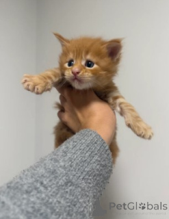 Zdjęcie №4. Sprzedam maine coon w Gann. Munden. hodowca - cena - 4305zł