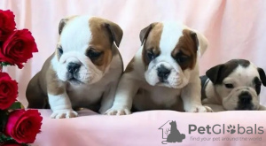 Zdjęcie №3. https // mistrza-bulldoggen.com/. Niemcy