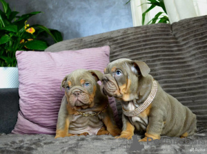 Zdjęcie №1. buldog angielski - na sprzedaż w Berlin | 4066zł | Zapowiedź №162514